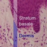 Las cremas hidratantes no hidratan