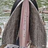 Ballena jorobada con hambre (pobre pelícano)