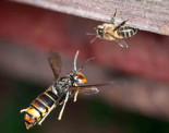 La primera trampa para avispas asiáticas que no mata otros insectos