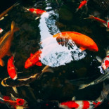 La leyenda de los peces Koi