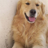 7 alimentos que no deberías de darle a tu perro