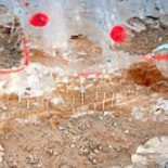 Encontrados restos de un mamut de 7 millones de años en Murcia