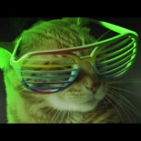 Gatos de los 90s de fiesta en Chasis