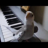 Cacatúa ninfa silba la canción de "Mi vecino Totoro"