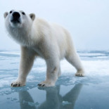 Ataques pagados por las grandes empresas están 'conduciendo a la ciencia hacia una época oscura' [en]