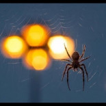 El conocimiento de los ignorantes en Internet, o… ¿para qué sirve un tonto en la red?