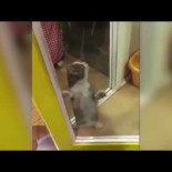 Gatito se hace viral bailando ‘Aserejé’
