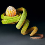 Huevos de insectos bajo el microscopio