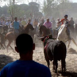 Más de 10.000 toros mueren cada año en festejos populares