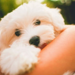 Cinco webs con imágenes libres (pero de las buenas)