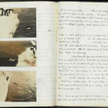 La "depravación sexual" de los pingüinos que un científico no se atrevió a revelar [EN]