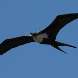 ¿Cómo logran las aves dormir en pleno vuelo sin caerse?