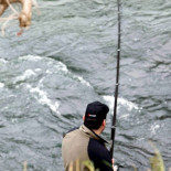 El salmón ya no remonta