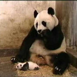 Bebé de oso panda estornudando