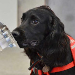 La detección del cáncer por perro, '98% de fiabilidad"