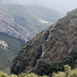 La oruga invasora del boj arrasa los bosques y dispara las alarmas