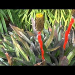 Una bromelia poco conocida