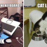 25 ejemplos de la lógica de los gatos