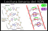 ¿El ADN es código binario?