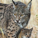 Ubuntu 10.04 se llamará “Lucid Lynx”