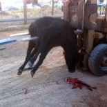 Vecinos de Puerto Lápice califican de "brutalidad" el sacrificio y paseo de una vaquilla en pleno espectáculo