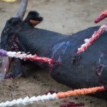 El suave fundido en negro de la tauromaquia