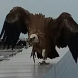 Las cámaras de una de las Cuatro Torres de Madrid captan un buitre leonado posado en su azotea