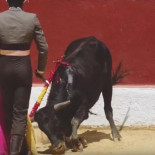 Denuncian la excepcional crueldad de las becerradas de Alalpardo