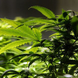 Cataluña regula el cultivo, consumo y transporte de cannabis