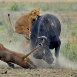 ¿Por qué no hay más leones donde hay más presas?