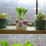 ¡No tires la última parte de la lechuga...!