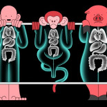 Los órganos de cerdos CRISPR ya se están trasplantando en monos