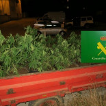 Con casi 70 años y el tractor colmado de plantas de marihuana