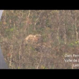 La lucha entre la madre osa y los mastines en los montes de Laciana