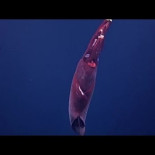 Singular calamar de aguas profundas grabado