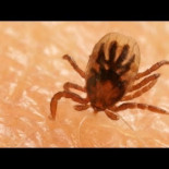 Así logran las garrapatas abrirse camino en la piel