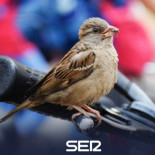 La desaparición silenciosa del gorrión