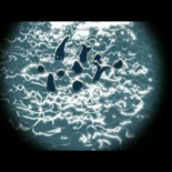 Modest Mouse - King Rat