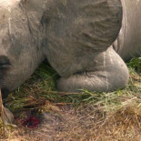 Sí al Agua como Derecho Humano