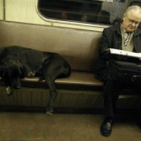 Un alcalde de Eslovaquia autoriza a los gitanos a comerse los animales abandonados