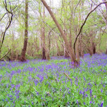 Tina en el bosque de Charnia, la vida que no podía existir