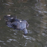 Primero mataremos cormoranes, luego las garzas, las nutrias y los martines pescadores