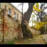 Perro ruso practicando Parkour!