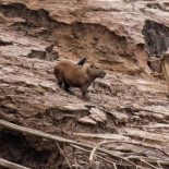 Animales sobre Capibaras