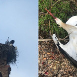 Disparan y matan a una pareja de cigüeñas en el campanario de la iglesia de Valverde de la Virgen, León