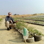 Nanopartículas transforman la arena del desierto en suelo fértil