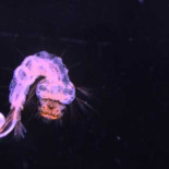 La Tierra, el planeta de los gusanos