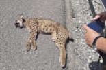 Muere atropellado un lince ibérico que había conseguido llegar hasta Almería