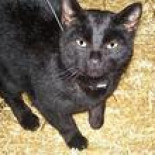 La vida secreta de los gatos: ¿adónde van cuando salen de casa?