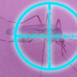 La luz puede actuar como un insecticida selectivo